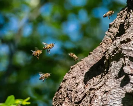 Why Saving Honeybees Could Negatively Affect Other Pollinators